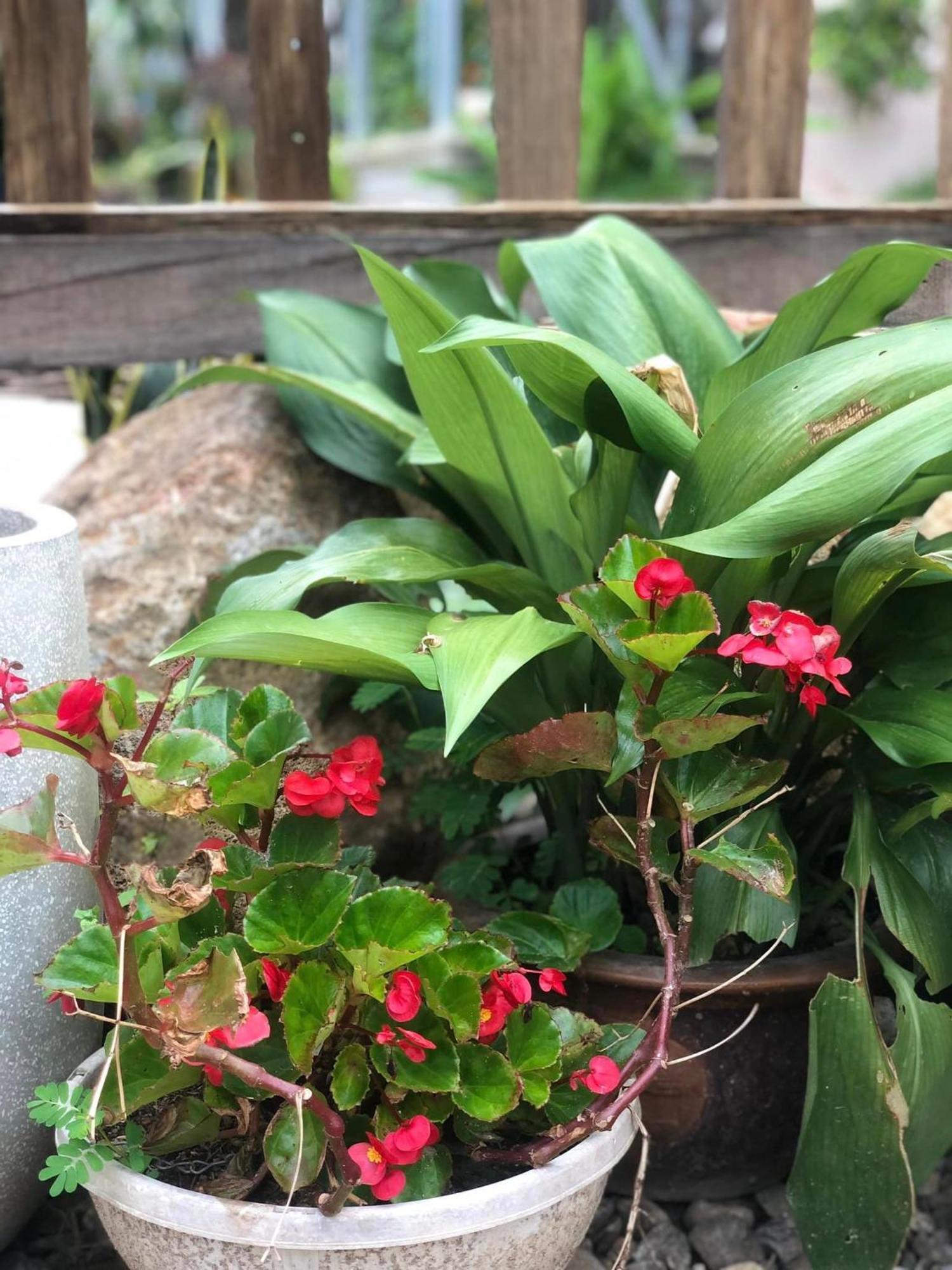 Tran Gia Homestay Nghia Lo Exterior photo